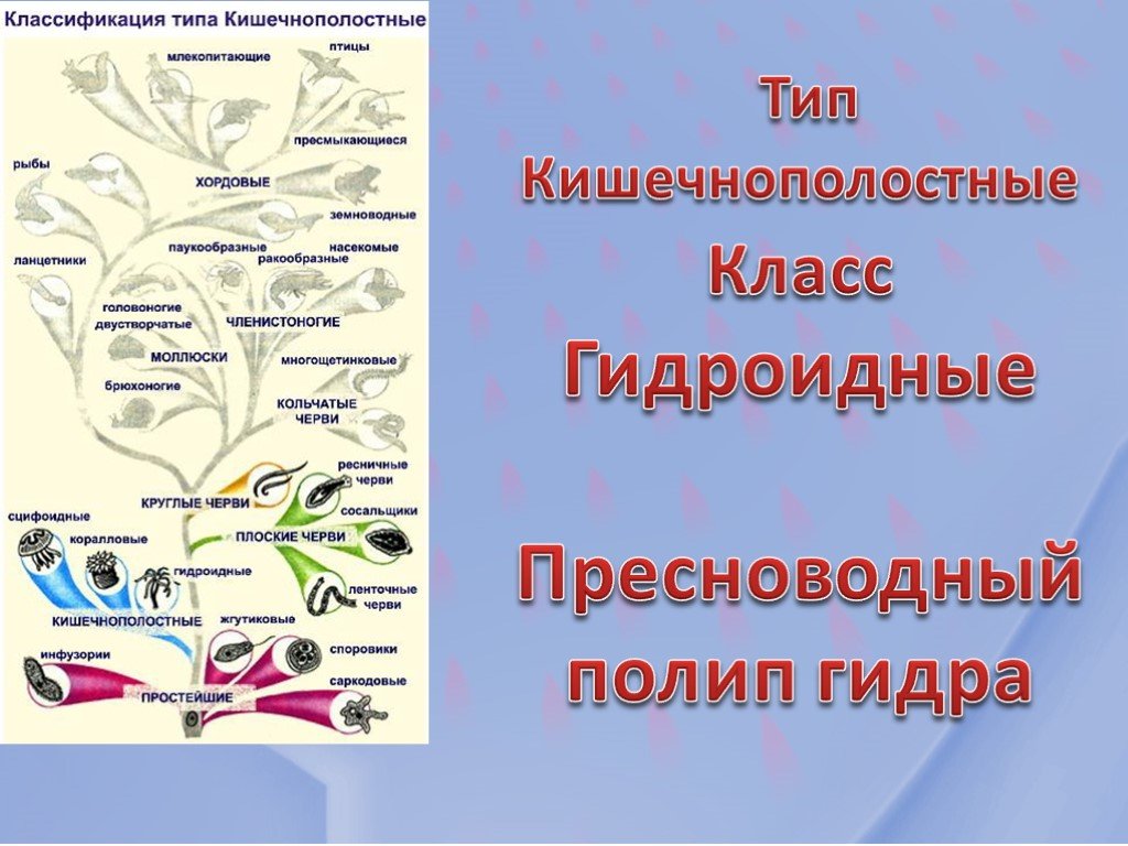 Кракен маркетплейс зайти